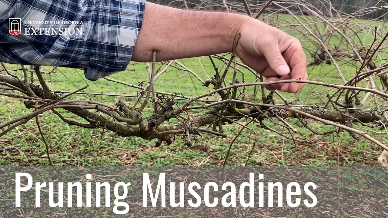 Pruning Muscadines (C 1268)