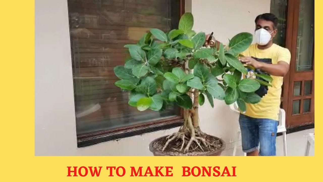 How to Make Banyan Bonsai