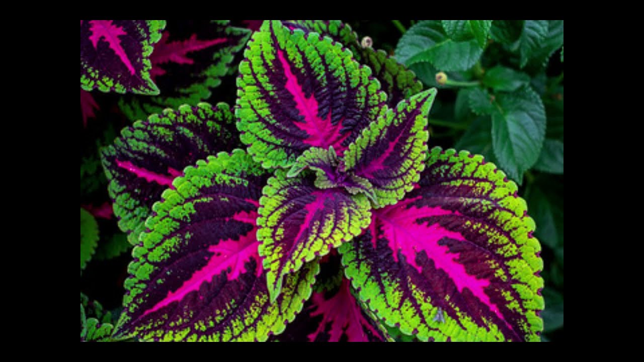 Plante Coleus colorate pentru grădina ta