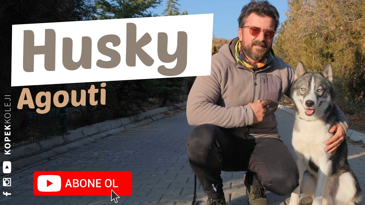 Irklar - Husky Agouti
