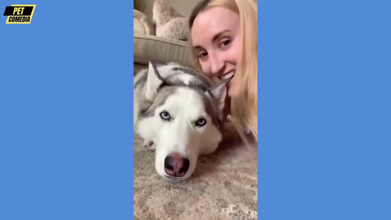 Hilarious Funny Dog Compilation| Cutest and Funniest Dogs Ever! Compilation #87 | Pet Comedia