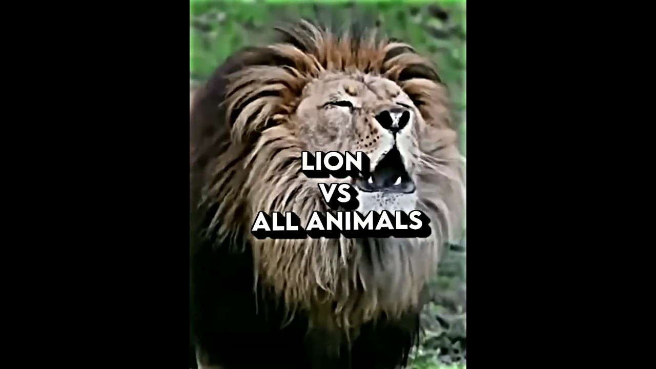 Lion VS All Animals #shorts #lion #tigers #elephant #animals