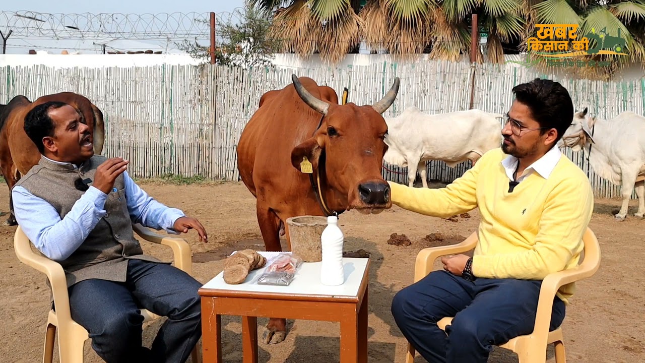 देसी गायों का फार्म खोलने से पहले यहां से प्रशिक्षण ले सकते हैं आप ।। Surya Foundation | #DesiCow