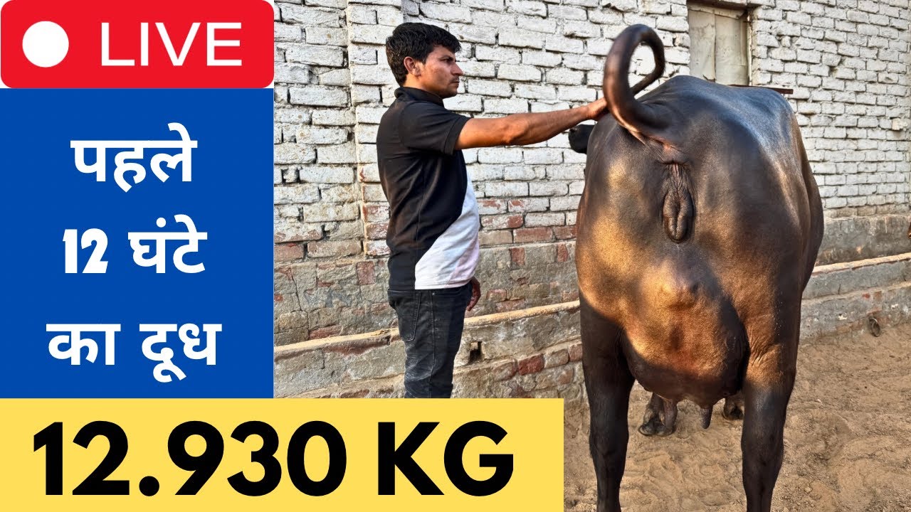 जबरदस्त भैंस 🏆🏆 Live 1st Milking |  Village-Kagsar, Hisar | Owner-Pinku 📱 9050527210