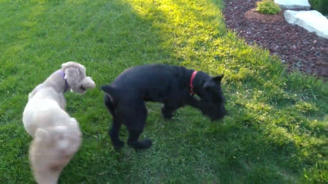 Giant Schnauzer and Standard Poodle FIGHT!