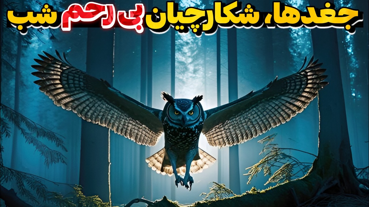چند حقیقت جالب درباره جغد ها و دنیای شگفت انگیز آن ها | جغد ها مرموز ترین شکارچیان شب&zwnj; زی