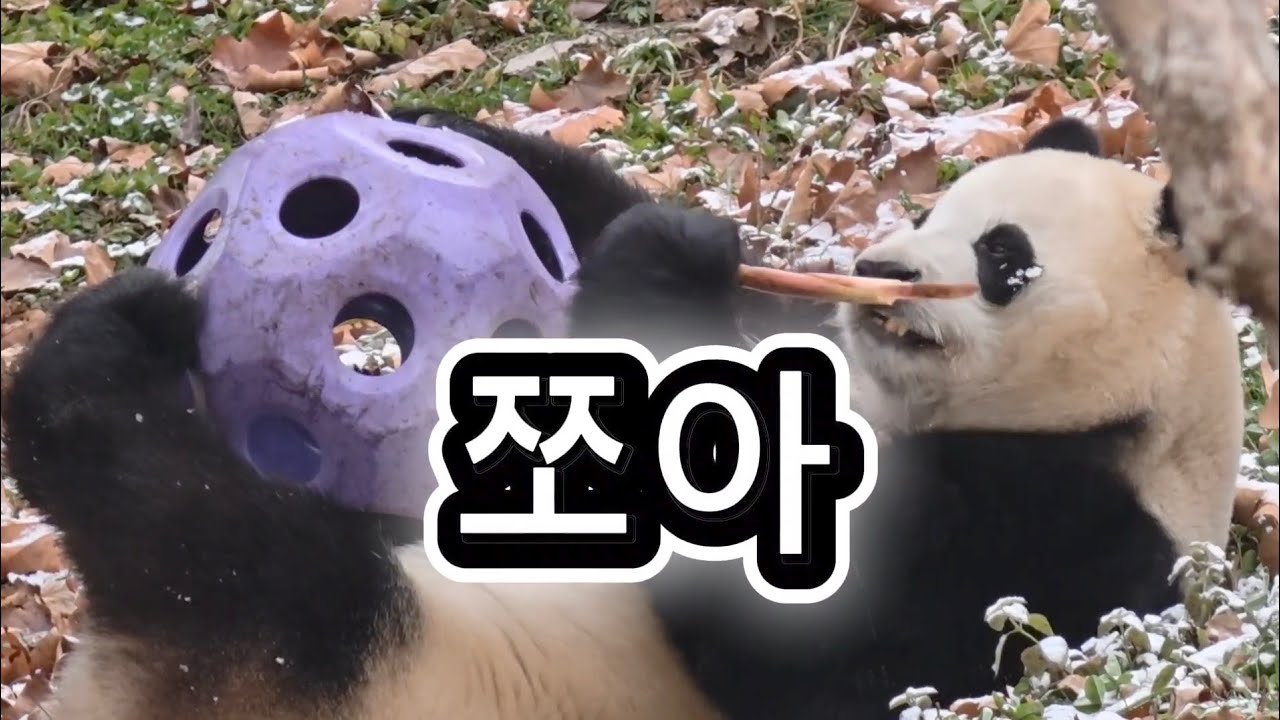 1/31 푸바오실시간 오전(2)  보라공 자유자재로 돌리기 귀욤초과는 반칙❤️