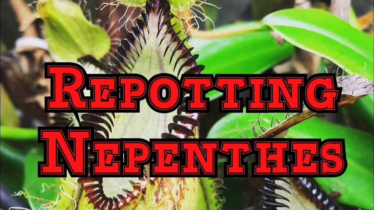 Nepenthes hamata care: trimming pitchers & repotting a carnivorous plant