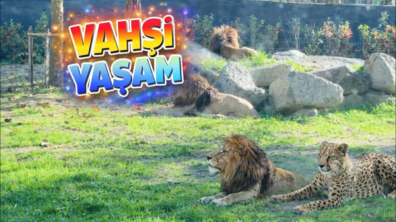 İZMİR’İN EN VAHŞİ YERİ! HAYVANAT BAHÇESİ MACERAMIZ 🦁🐯🐻🦧🦒🐫