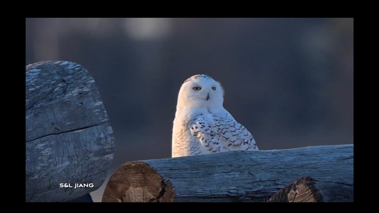 Adorable Snowy Owl