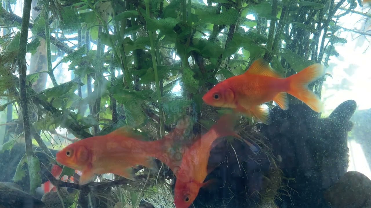Tranquil Aquarium Scenes for Deep Sleep - Gentle Soundscapes to Ease Your Mind