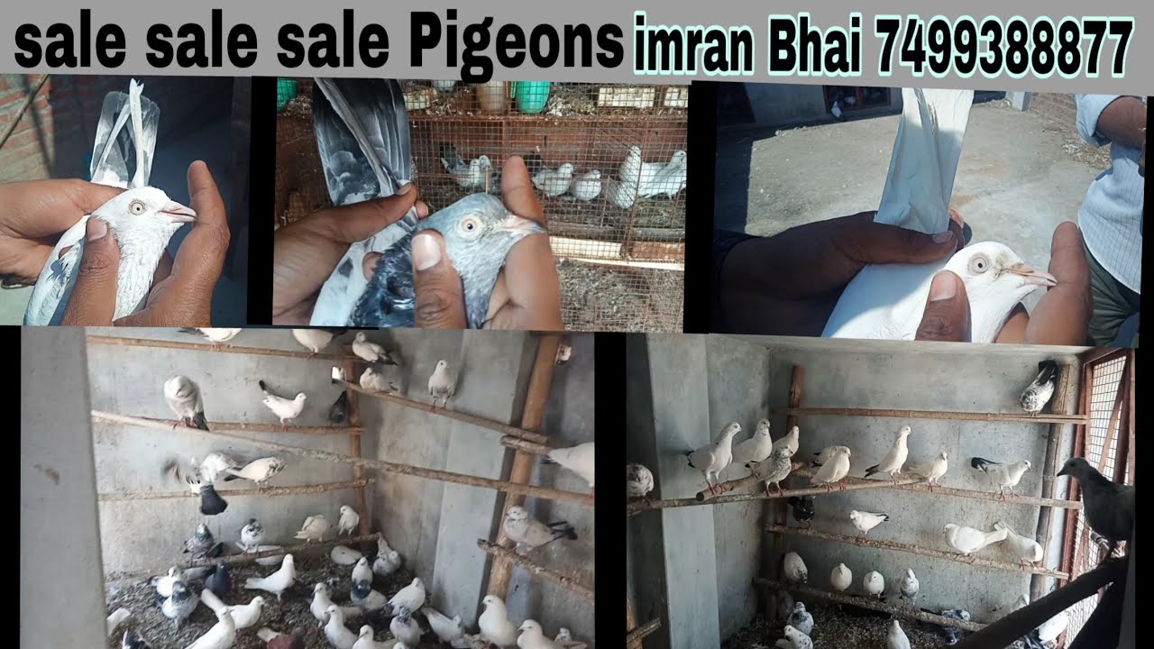 High flyer Pigeons sale loft of Imran Bhai by Shadab Malik,