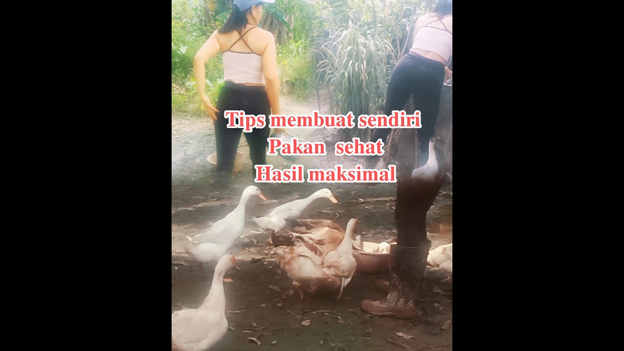 KESENANGAN MEMELIHARA ITIK
