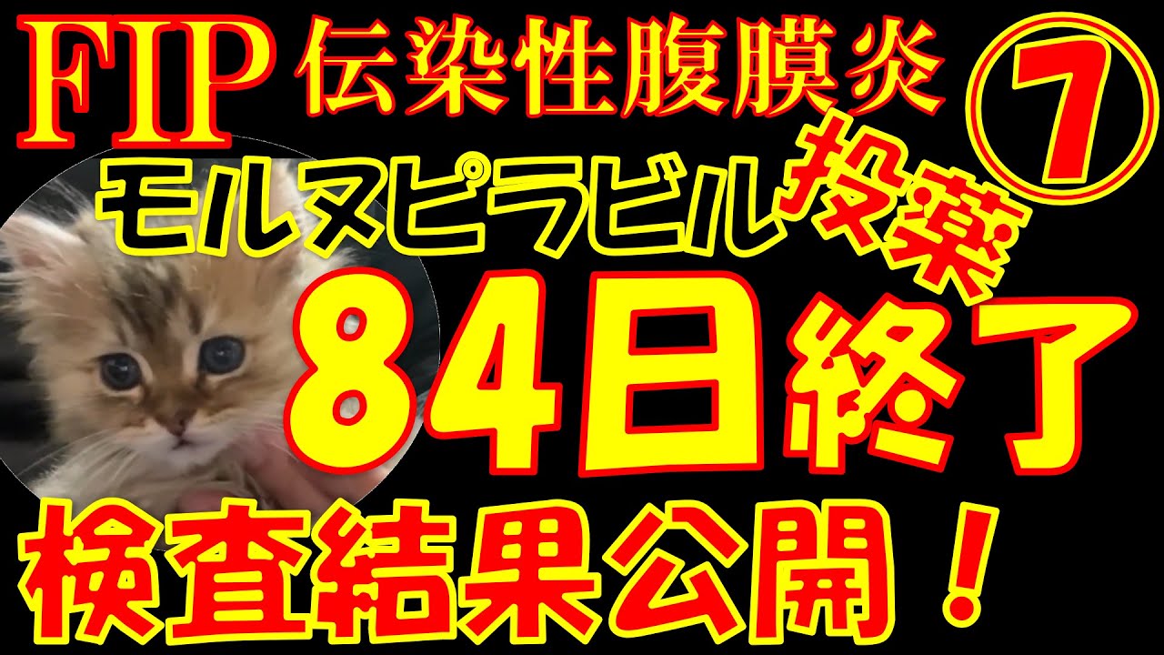 【FIP】猫伝染性腹膜炎⑦モルヌピラビル84日投薬完了！最終検査結果公開！寛解なるか？
