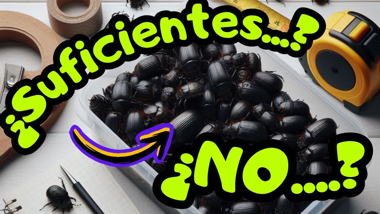 ¡No Cometas Este Error! DENSIDAD IDEAL para Tenebrio Molitor