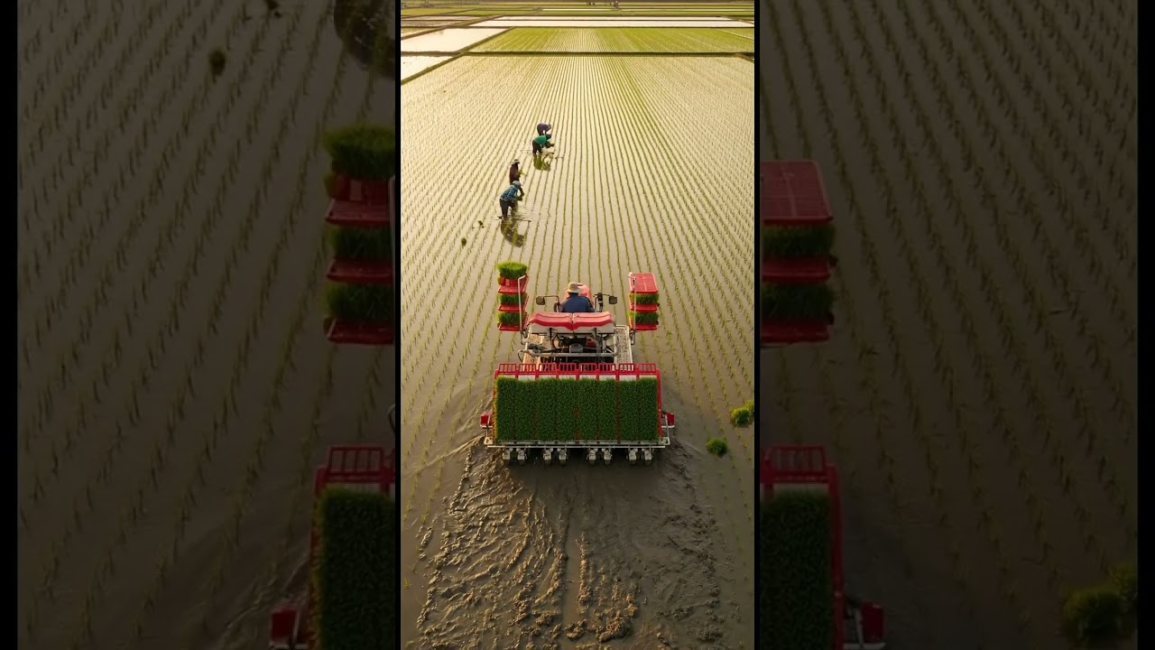 WOW! Mesin Tanam Padi Ini Bikin Panen Lebih Cepat & Hemat Biaya