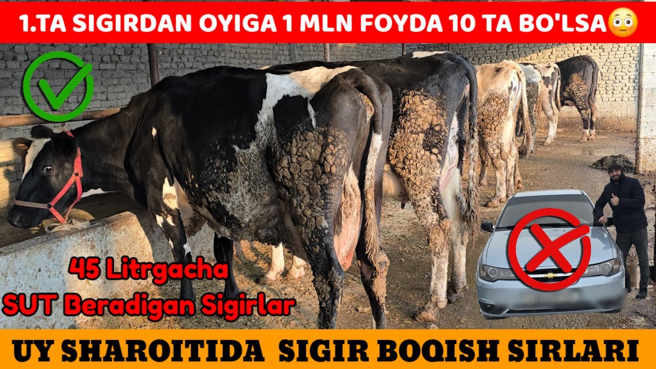 1 Dona Sigirdan oyiga 1 mnl Foyda 10 ta Bo'lsa 😳 Uy sharoitida Sigir boqish Ko'p yillik tajriba