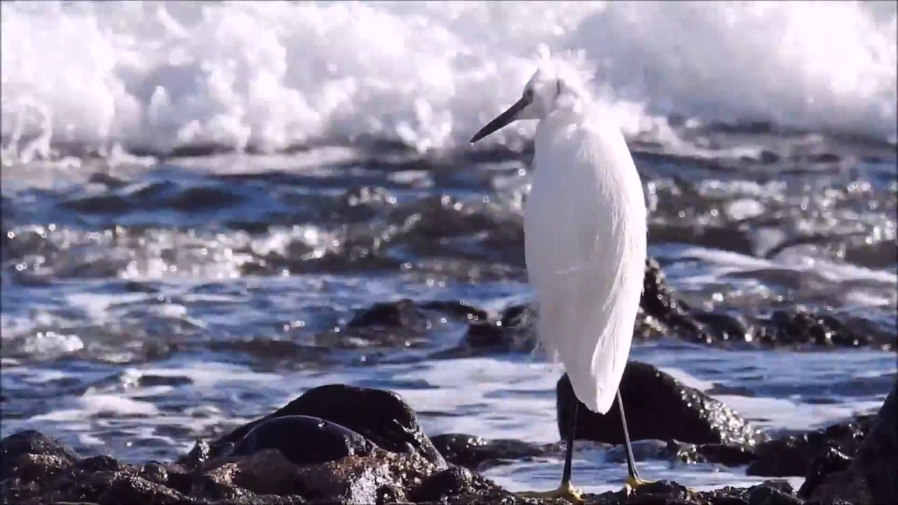 Little Egret / Silkehegre (Egretta garzetta)
