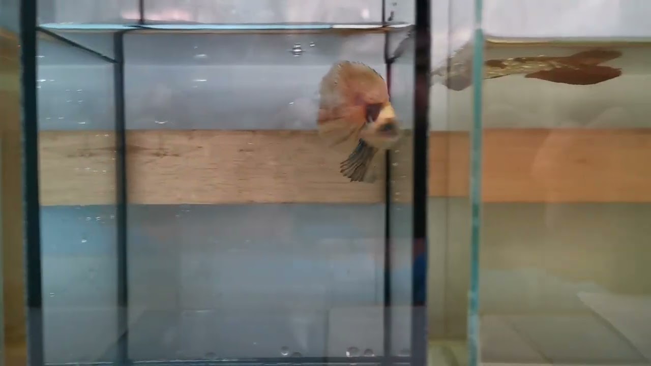 Yellow​ Koi​ Half​moon Betta​🐟