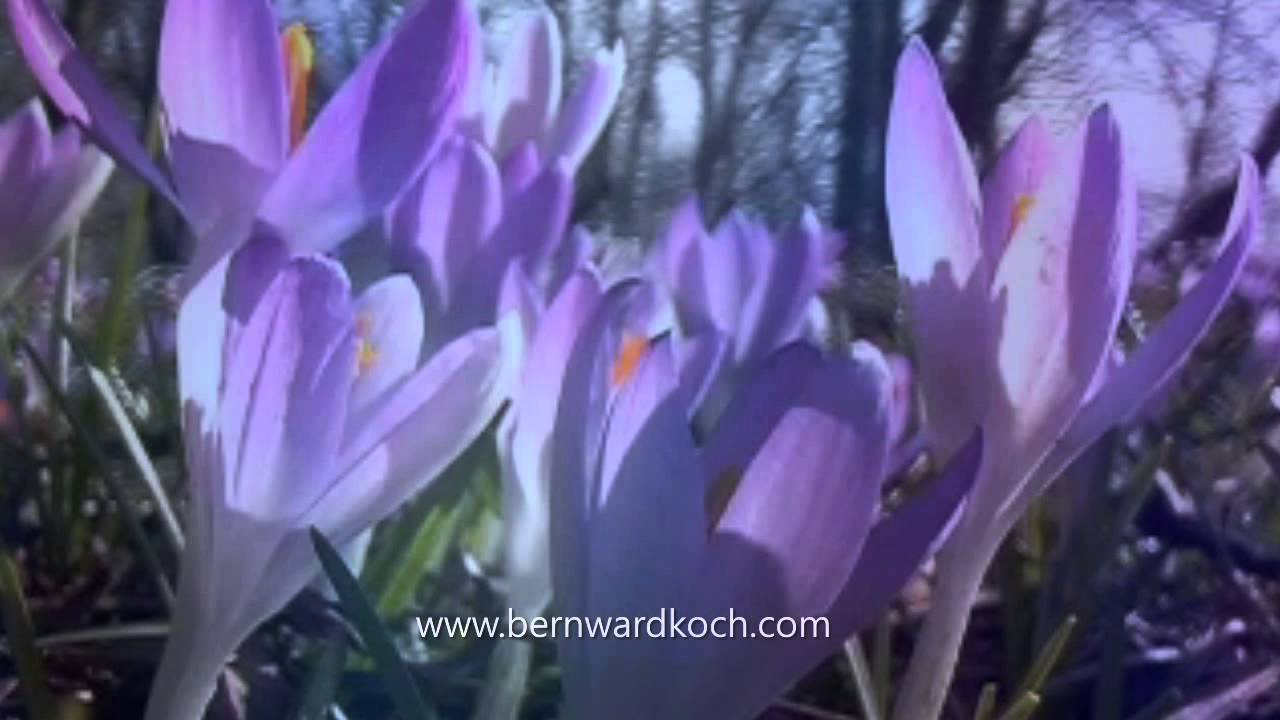 BERNWARD KOCH - Immortal Thoughts