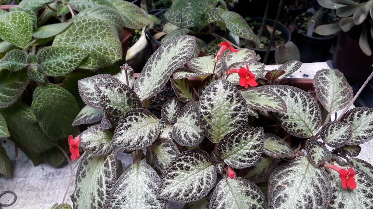 tapete de rainha como cuidar fazer mudas e fazer florir