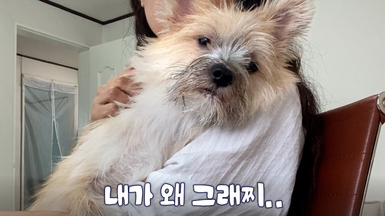 유치원 짤린 INFP 강아지