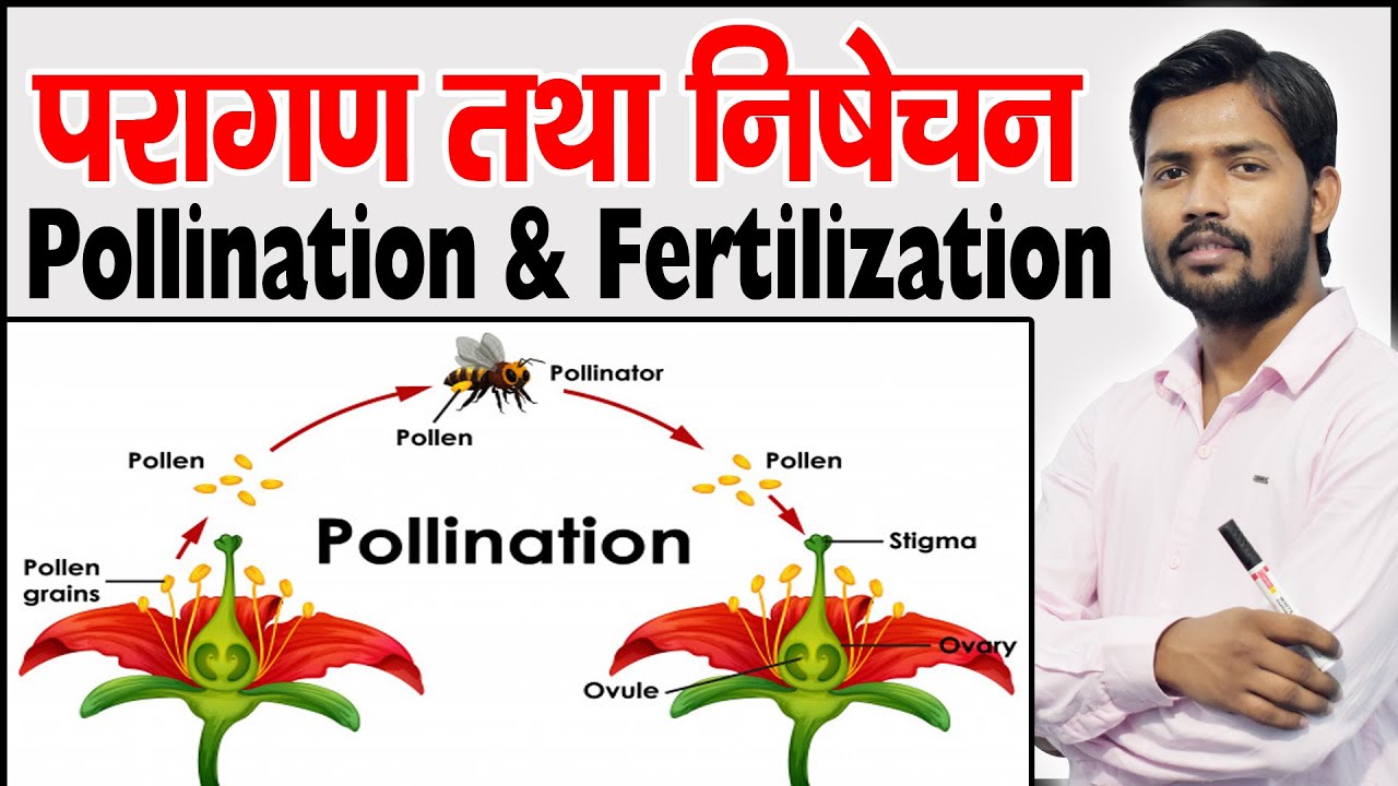 POLLINATION AND FERTILISATION | Agents of Pollination | Cross pollination | Self Pollination