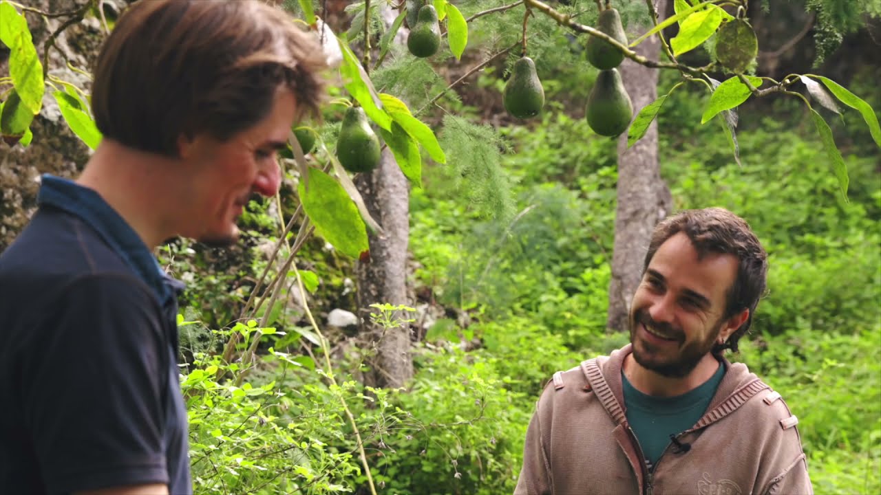Grow your own avocado trees - Tenerife Permaculture Food Forest - Episode 7