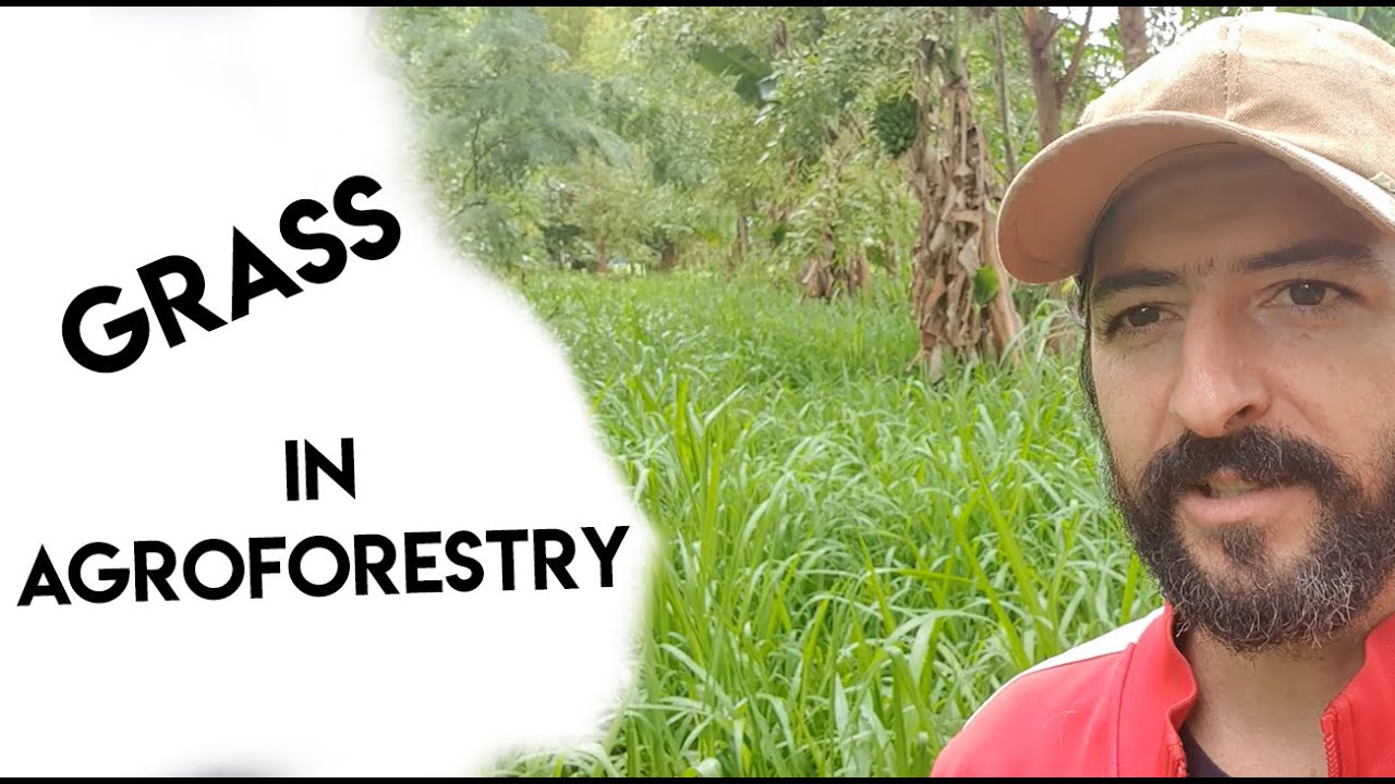 GRASS IN AGROFORESTRY | ORGANIC PASTURE | TOUR ON SITIO DO JAZZ | GRASS SYSTEMS THROUGH VEGETABLES