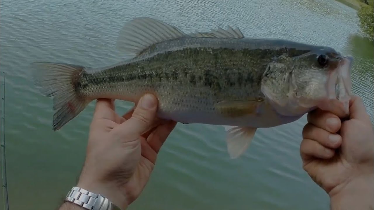 presa diretta  cattura black bass - largemouth - boccalone - persico trota in soggettiva #POV