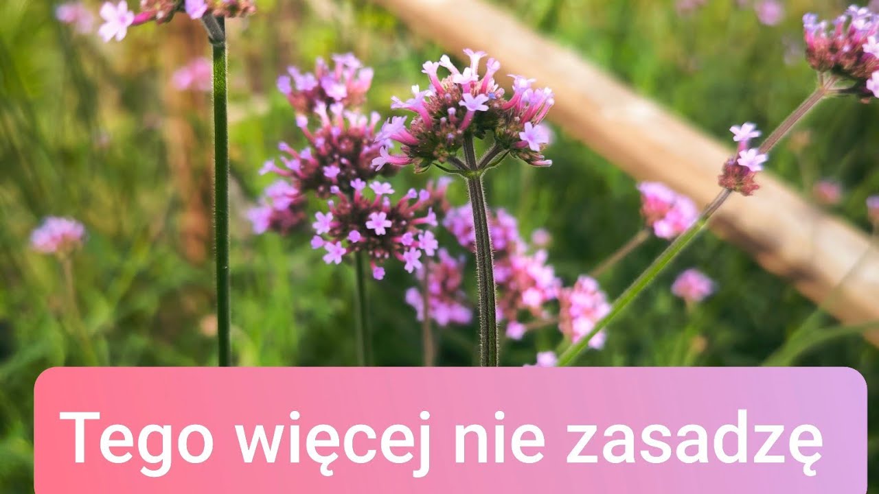 Czego więcej nie zasadzę w ogrodzie. Najbardziej inwazyjne rośliny.....kwiaty i krzewy.