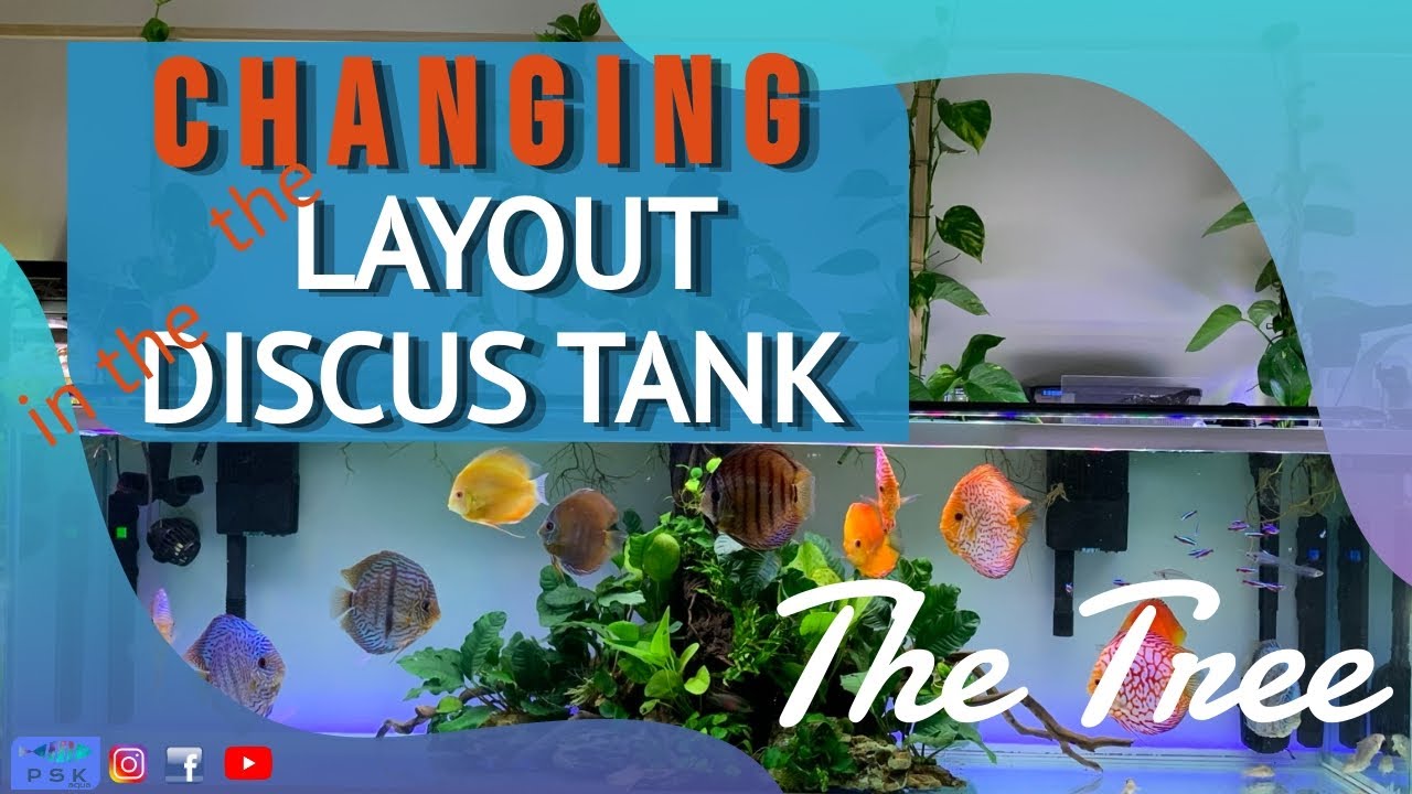 CHANGING THE LAYOUT ON THE DISCUS TANK - 