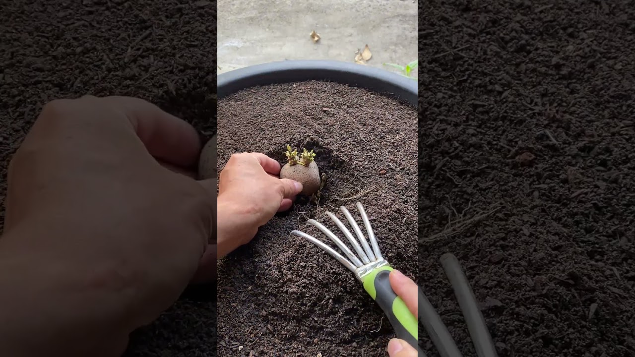 RT 353256 mini rotary tillage and ridging all-in one tree 🌲 short view#yourubeshortvid