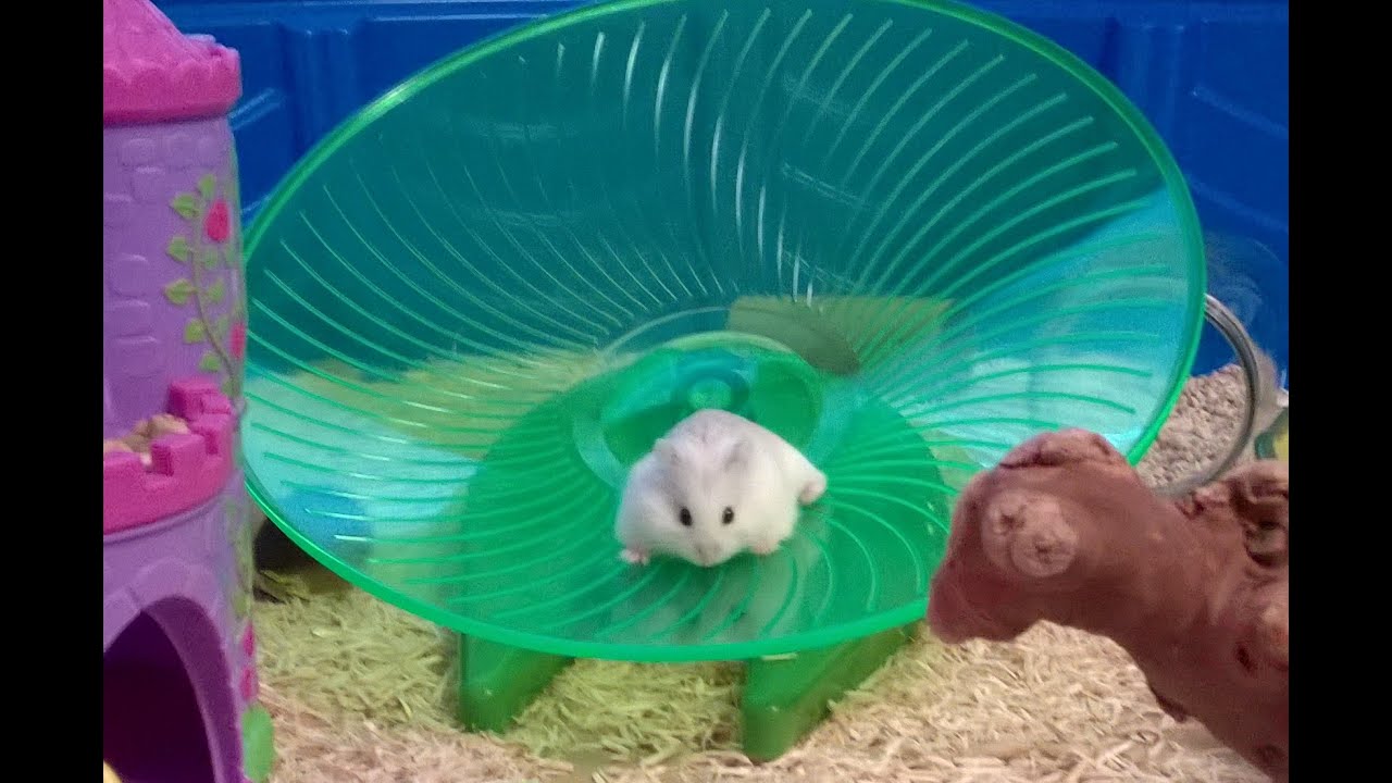 tiny hamster takes the big flying saucer for a spin