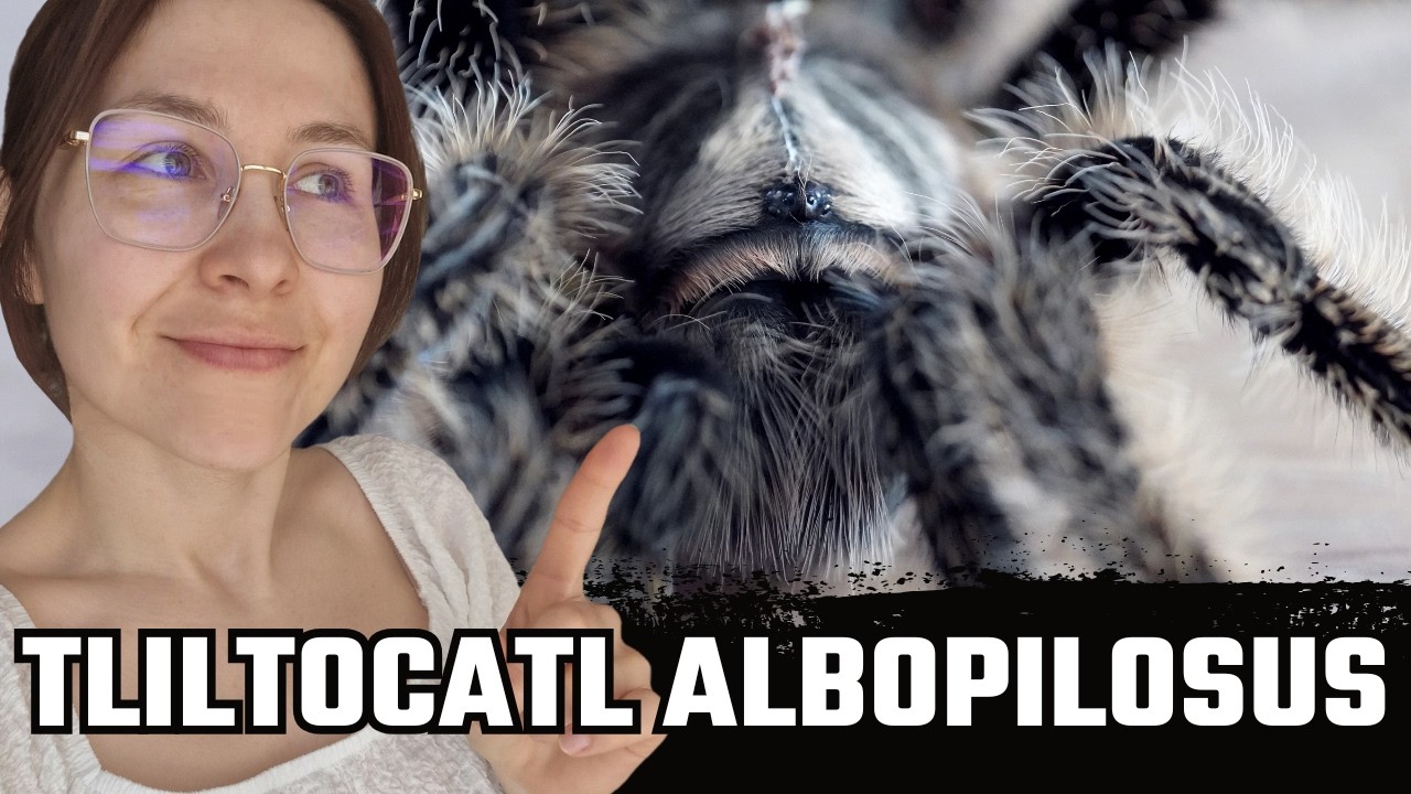 Ptasznik kędzierzawy (Tliltocatl albopilosus) - NAJBARDZIEJ OWŁOSIONY ptasznik na świecie?