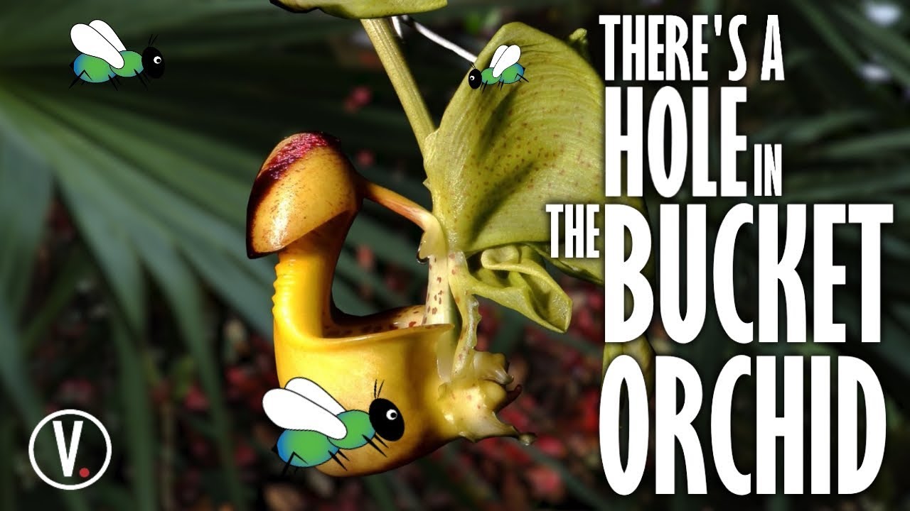 There's A Hole In The Bucket Orchid