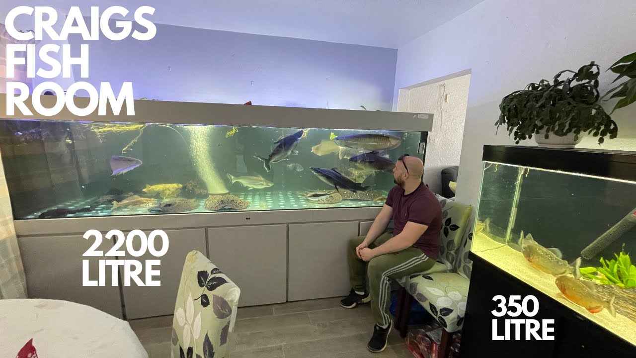 FISH ROOM TOUR VISITING CRAIGS 2200 LITRE 10FT TANK WITH THE BIGGEST STINGRAY I HAVE EVER SEEN