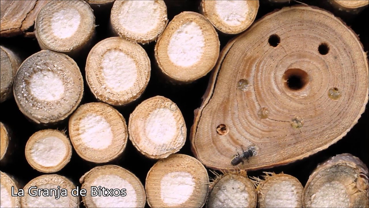 Abeja solitaria sellando nido. (15 minutos en 30 segundos)