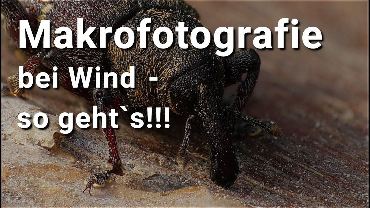 Makrofotografie bei Wind - so gelingen wunderschöne Aufnahmen!!!