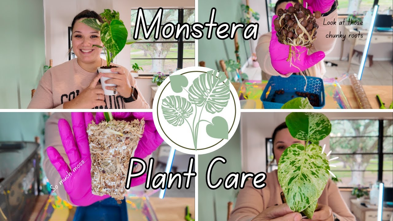 Monstera Care Day 🪴+ See The Struggle of Moss Removal 🫠