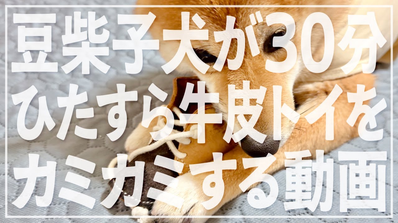 【豆柴もち!!!!】もちがひたすら牛皮トイをカミカミする動画【30分耐久】