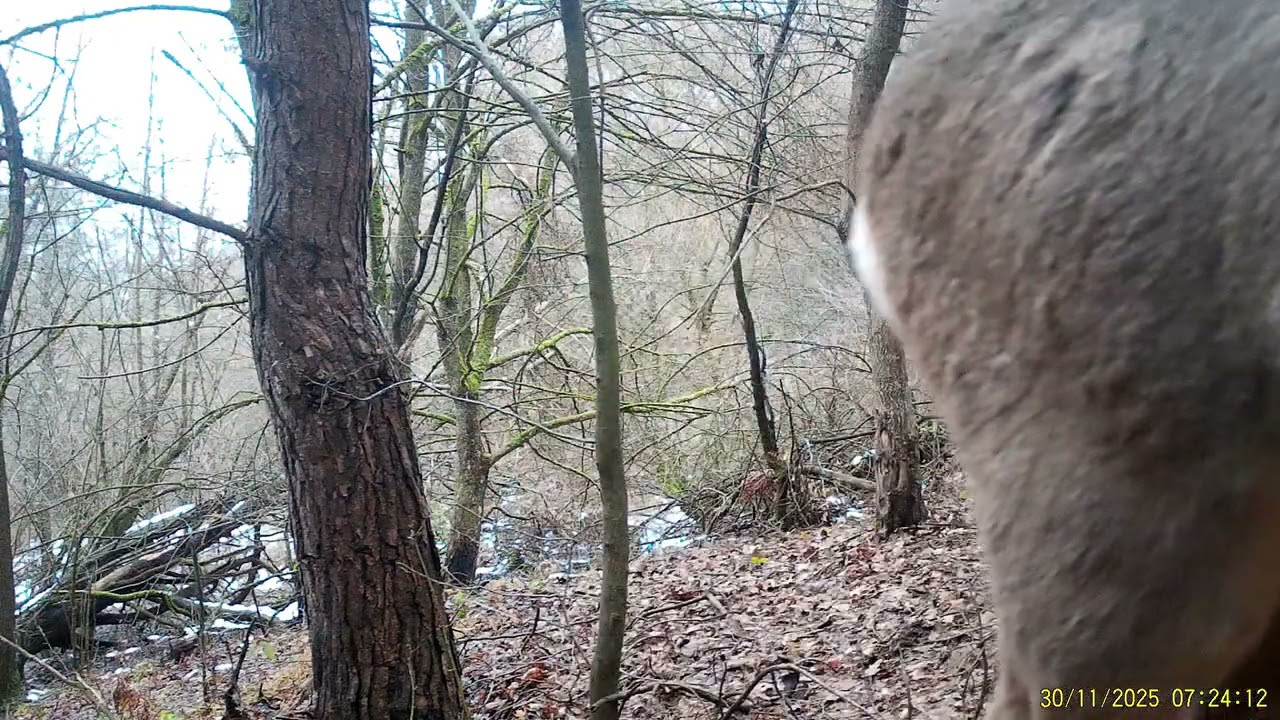 Stopy ticha - Život na lesnej cestičke (Časť 11)