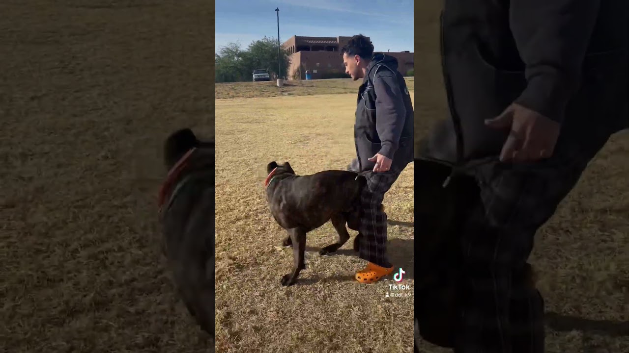 What do you think of Tiger’s progress ??? 
