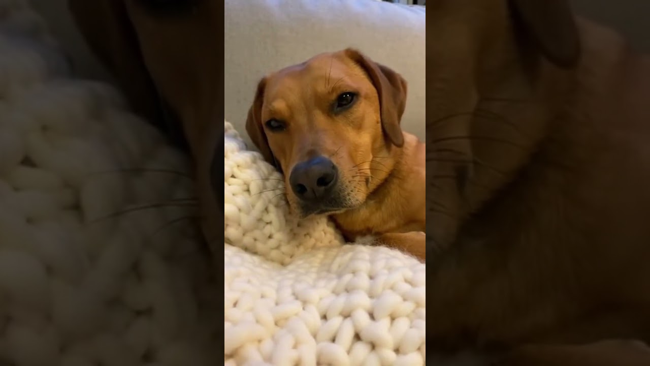 Why do dogs TWITCH in their sleep? 🐶 