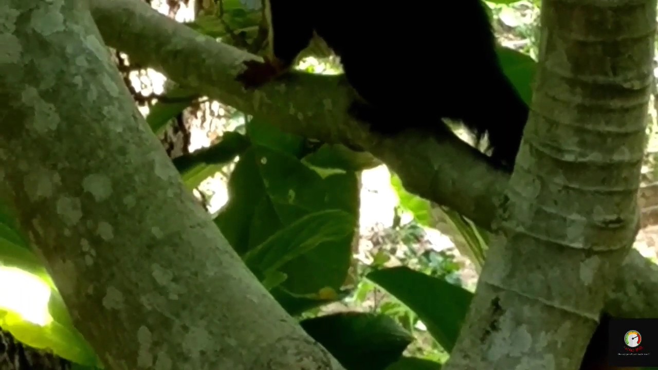 Rare Species - Indian Giant Squirrel at Dhimbam Hills
