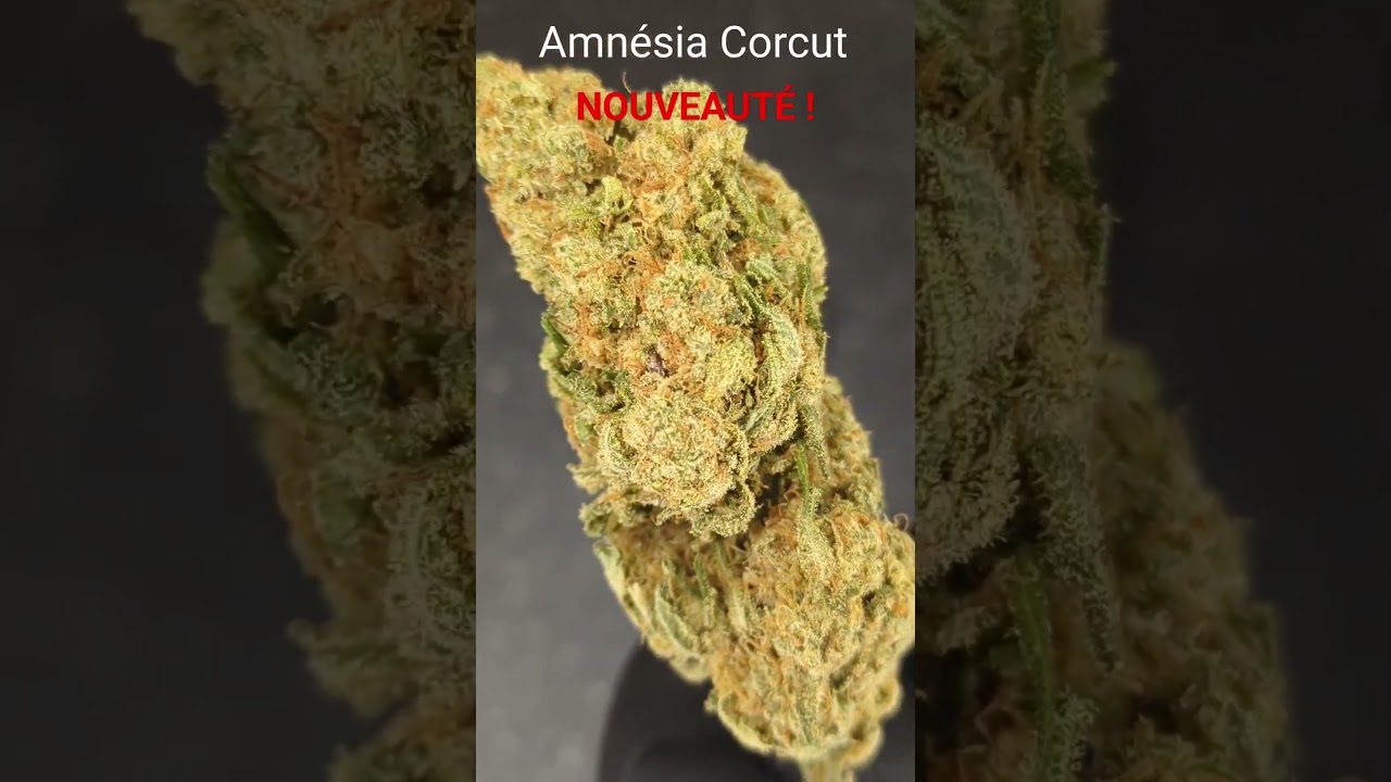 #AMN&Eacute;SIA CORCUT #FLEUR DE CBD #CBD #GREENCOMETCBD.FR #CBD SHOP