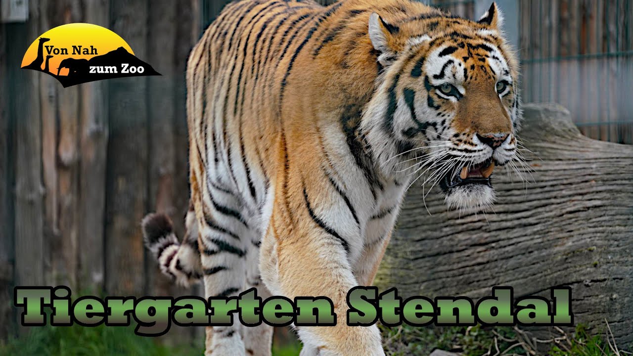 Tiergarten Stendal - Kleiner Park mit großen Arten - Kleiner Zoo im Fokus 4k