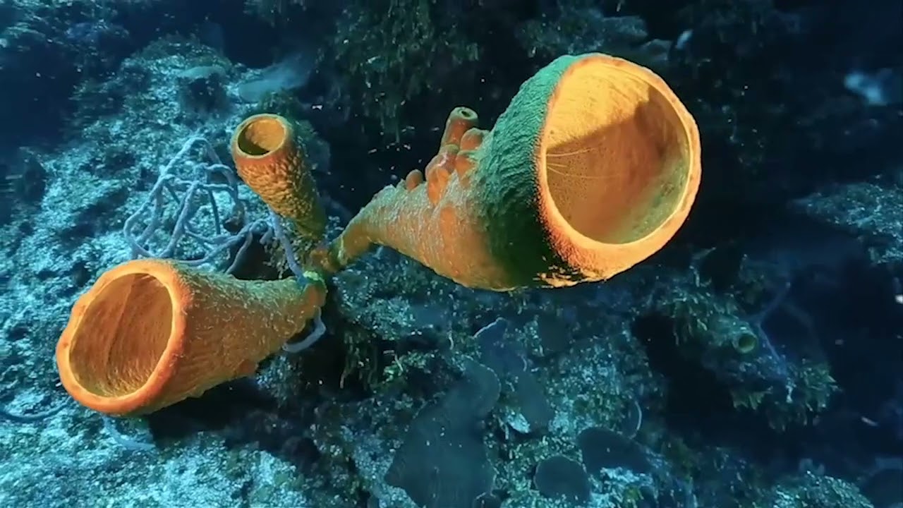 ocean awareness