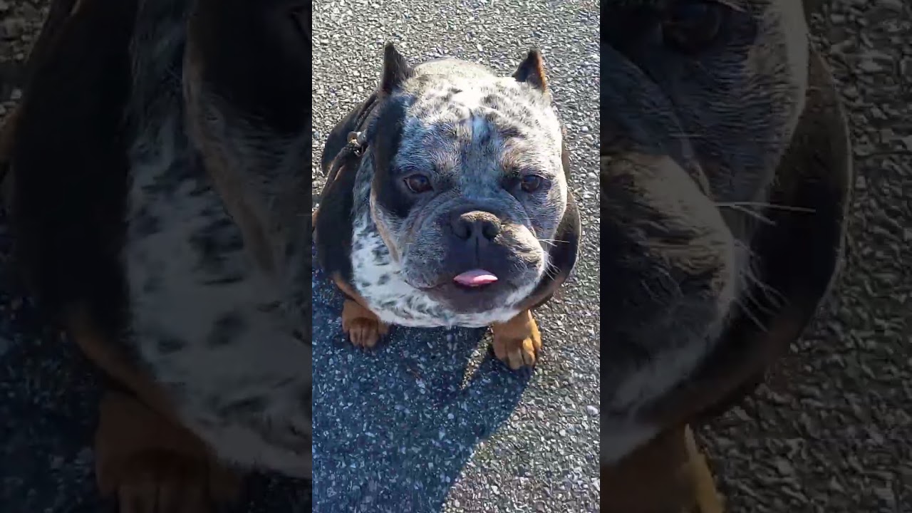 TRAINING #RASCAL THE TICK KING STUD OF THE YEAR 💯#EXOTIC #trainingvideo