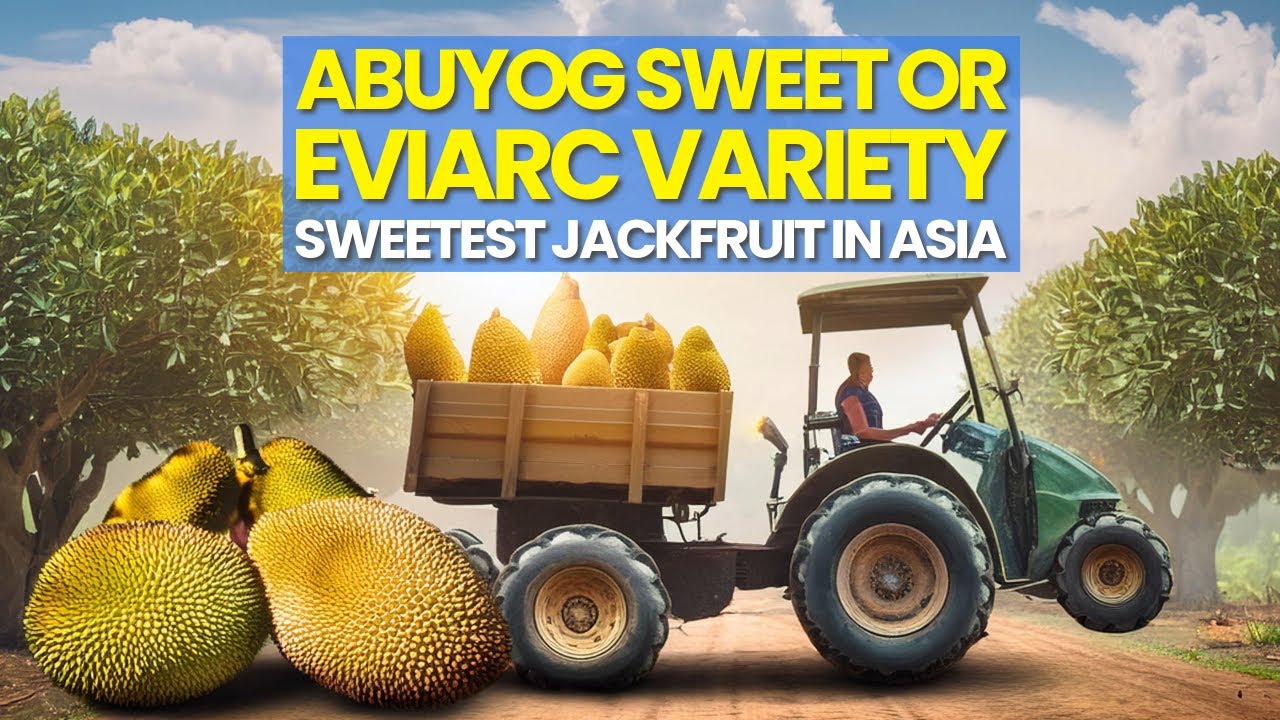 Million Profit sa Sweetest Variety ng Langka I  Eviarc  I Abuyog